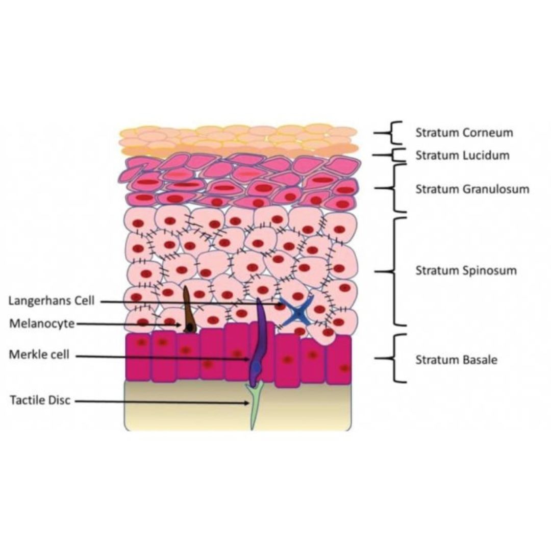 SKIN functional